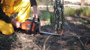 Best Tree Preservation Services  in Suisun City, CA